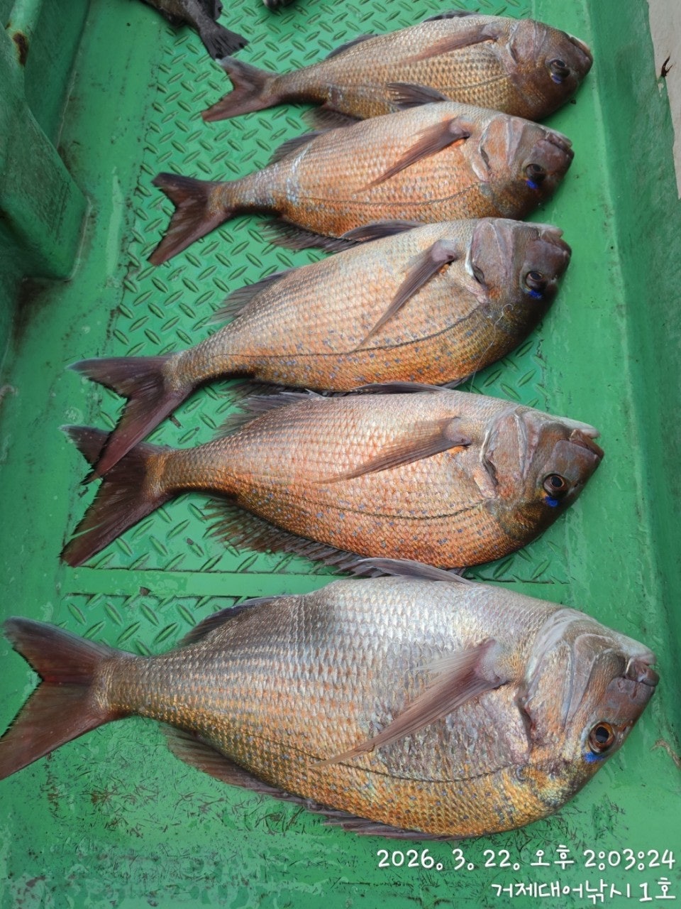 ����ڰ� �ø� �̹���