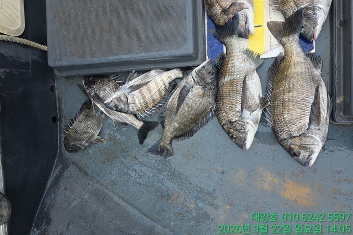 ����ڰ� �ø� �̹���