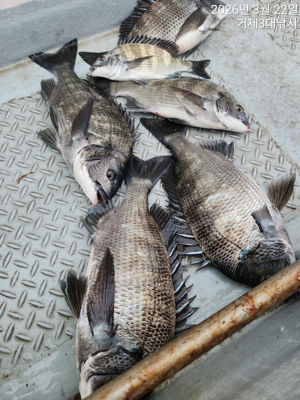 ����ڰ� �ø� �̹���