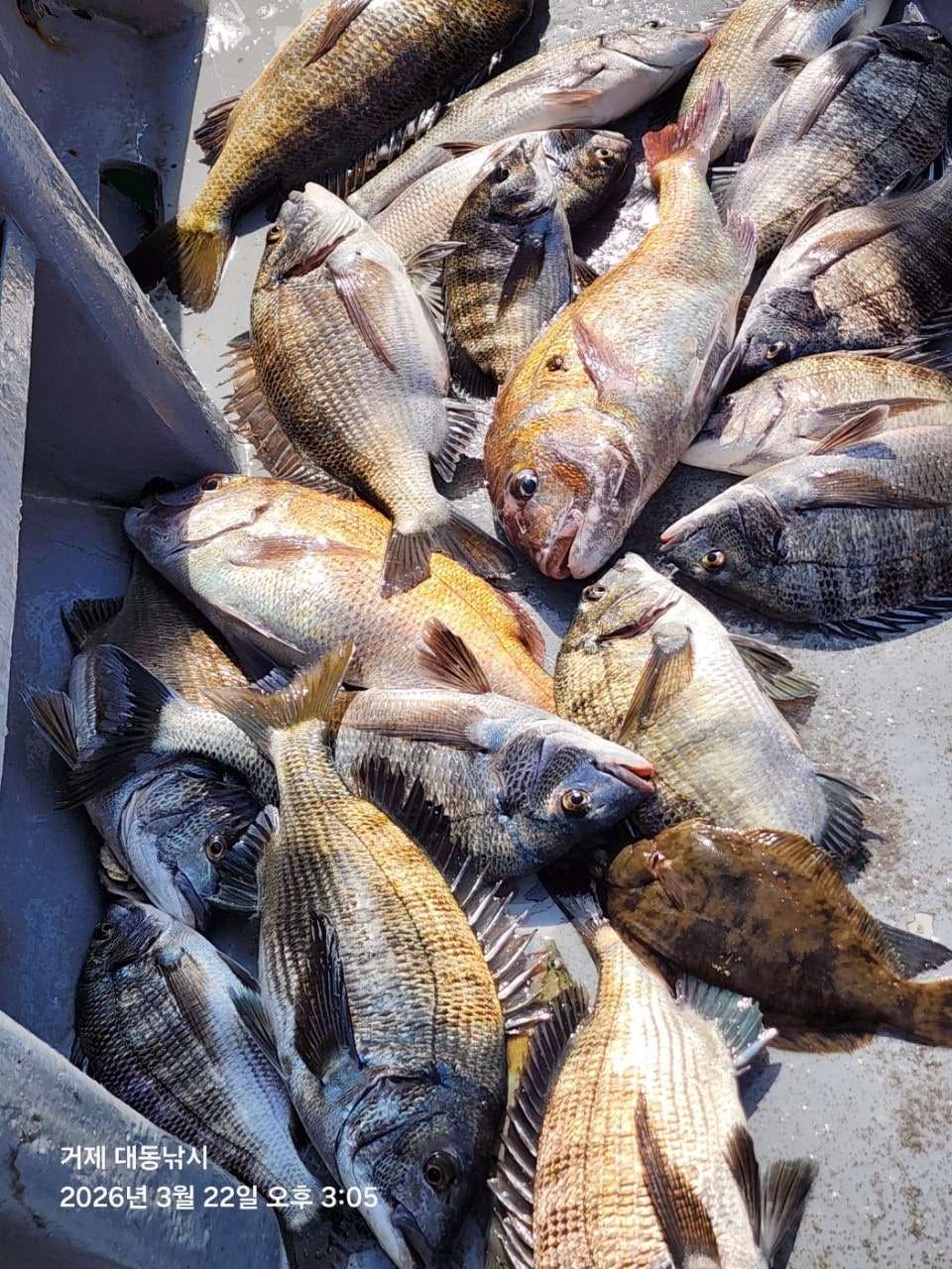 ����ڰ� �ø� �̹���