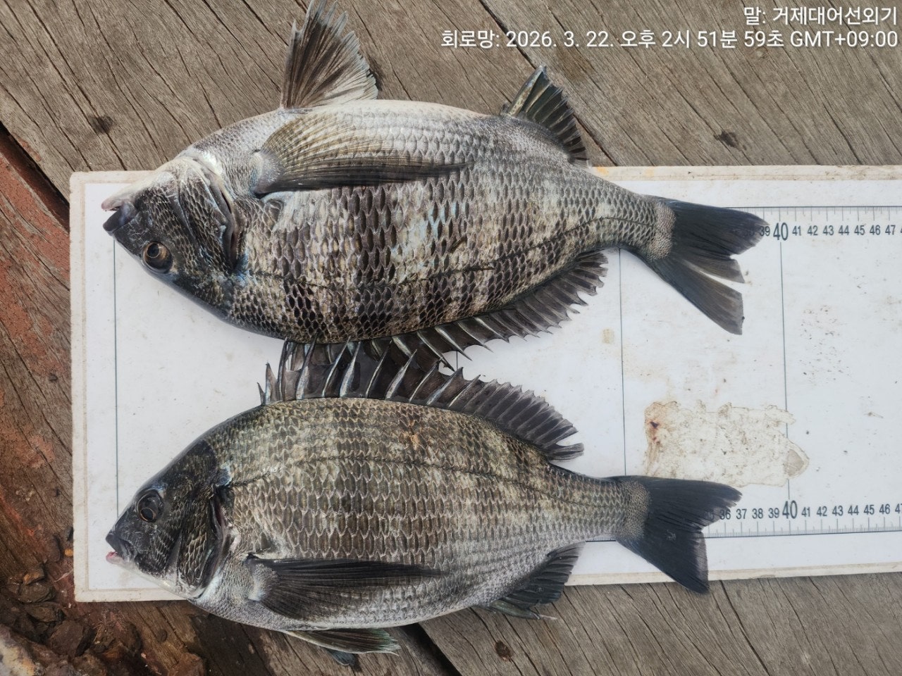 ����ڰ� �ø� �̹���