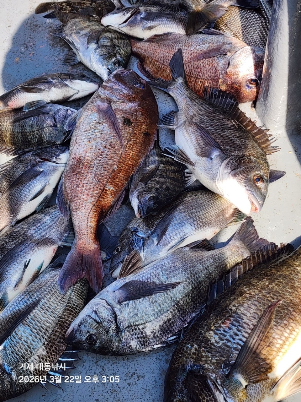 ����ڰ� �ø� �̹���