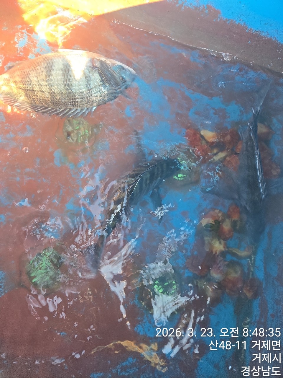 ����ڰ� �ø� �̹���