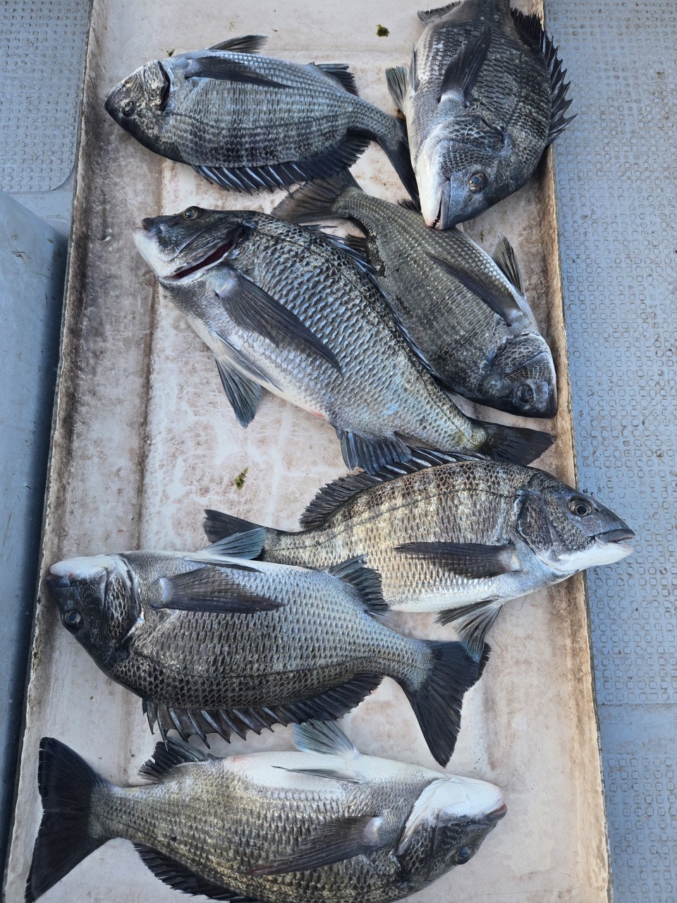 ����ڰ� �ø� �̹���