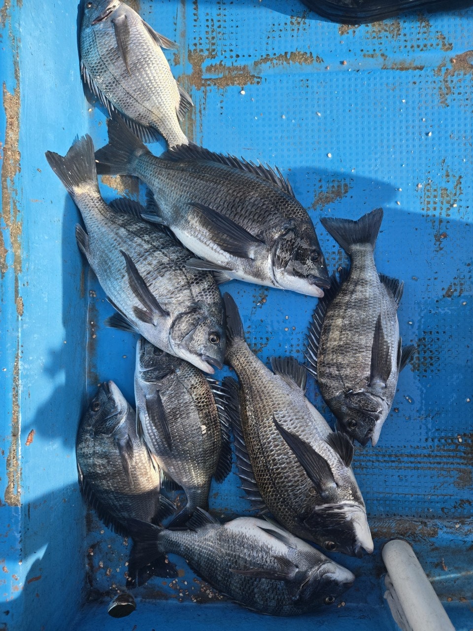 ����ڰ� �ø� �̹���