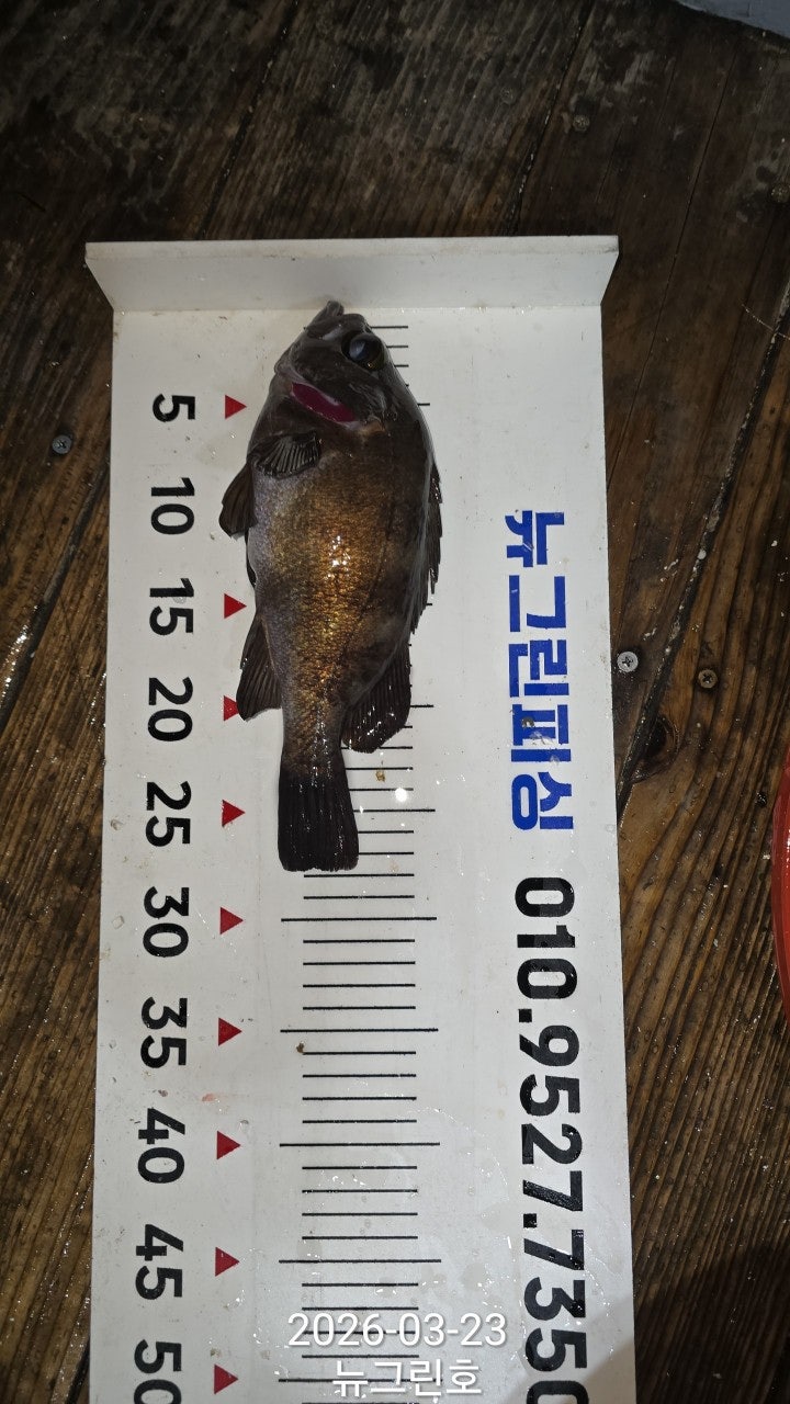 ����ڰ� �ø� �̹���