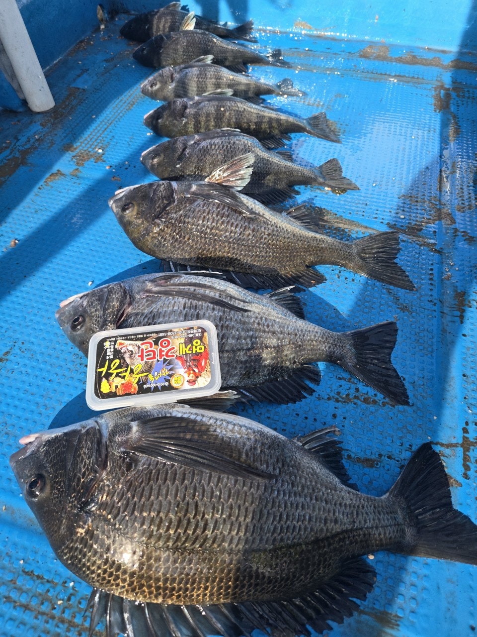 ����ڰ� �ø� �̹���