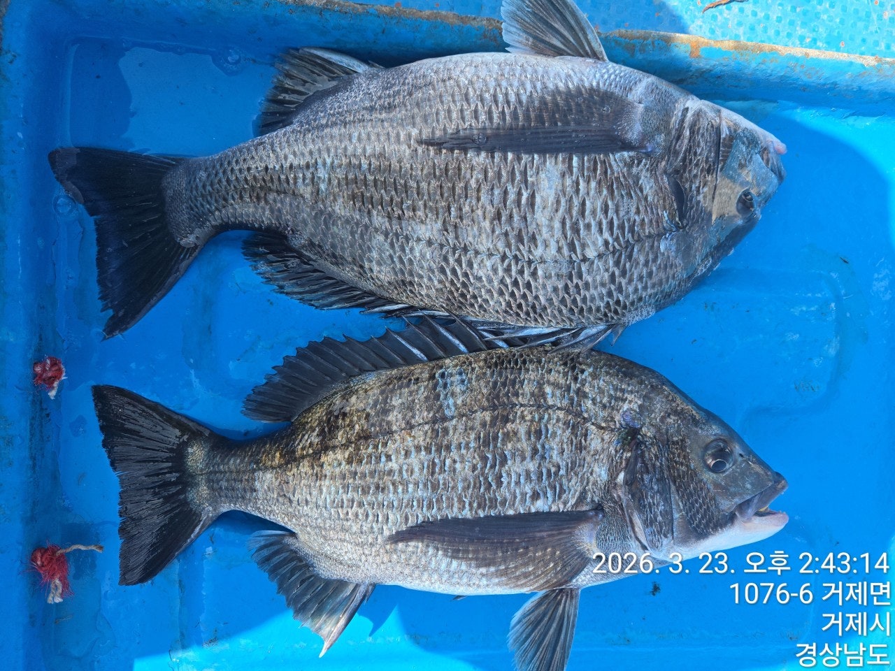 ����ڰ� �ø� �̹���