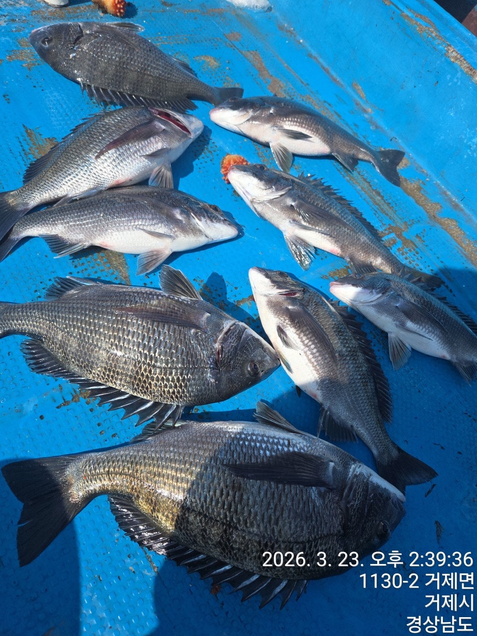 ����ڰ� �ø� �̹���