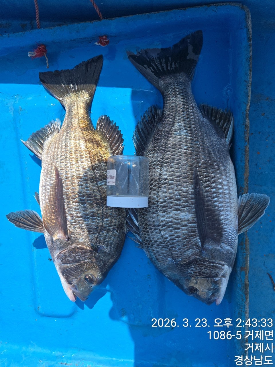 ����ڰ� �ø� �̹���