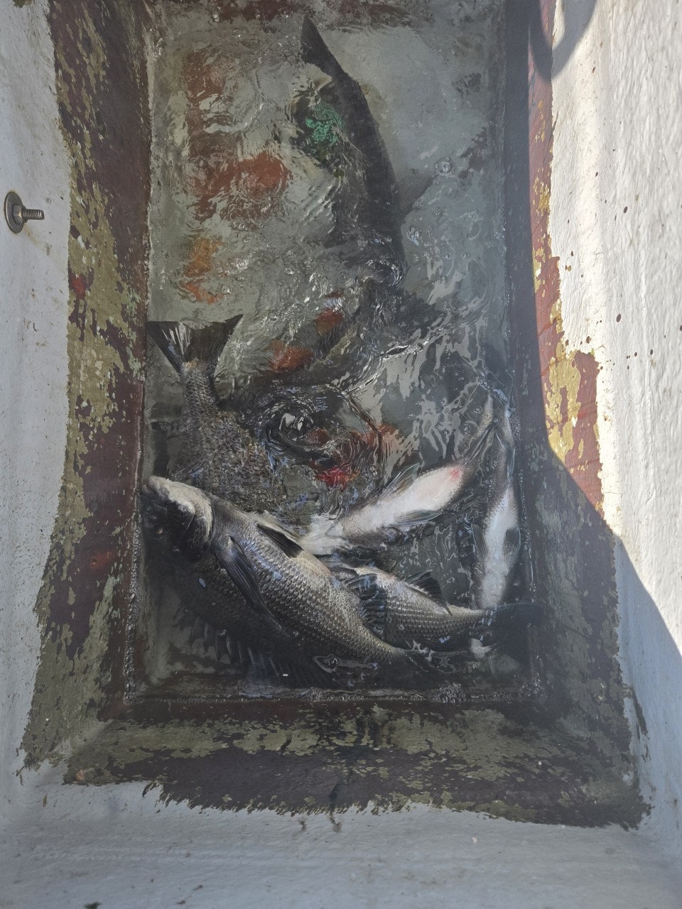 ����ڰ� �ø� �̹���