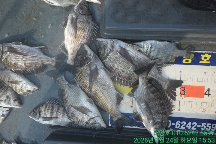 ����ڰ� �ø� �̹���