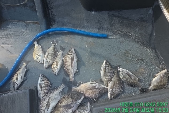 ����ڰ� �ø� �̹���