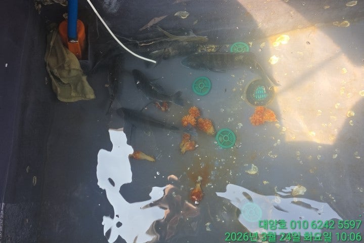 ����ڰ� �ø� �̹���