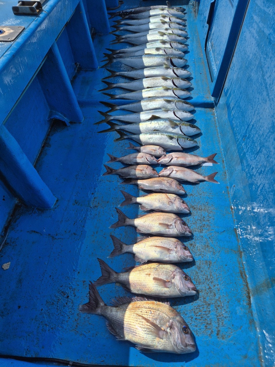 ����ڰ� �ø� �̹���