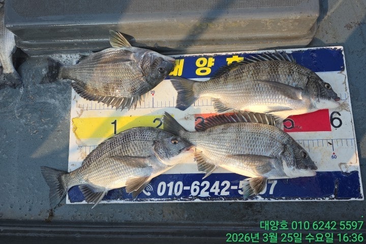 ����ڰ� �ø� �̹���