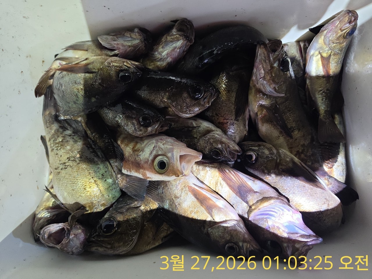 ����ڰ� �ø� �̹���