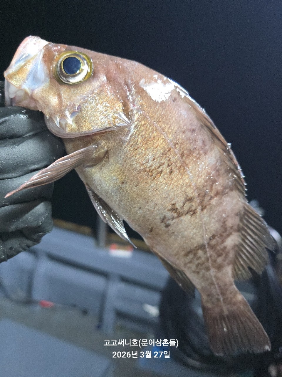 ����ڰ� �ø� �̹���