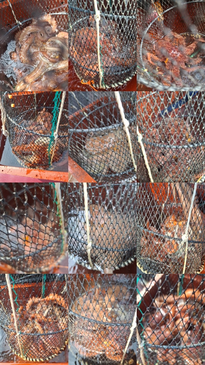 ����ڰ� �ø� �̹���