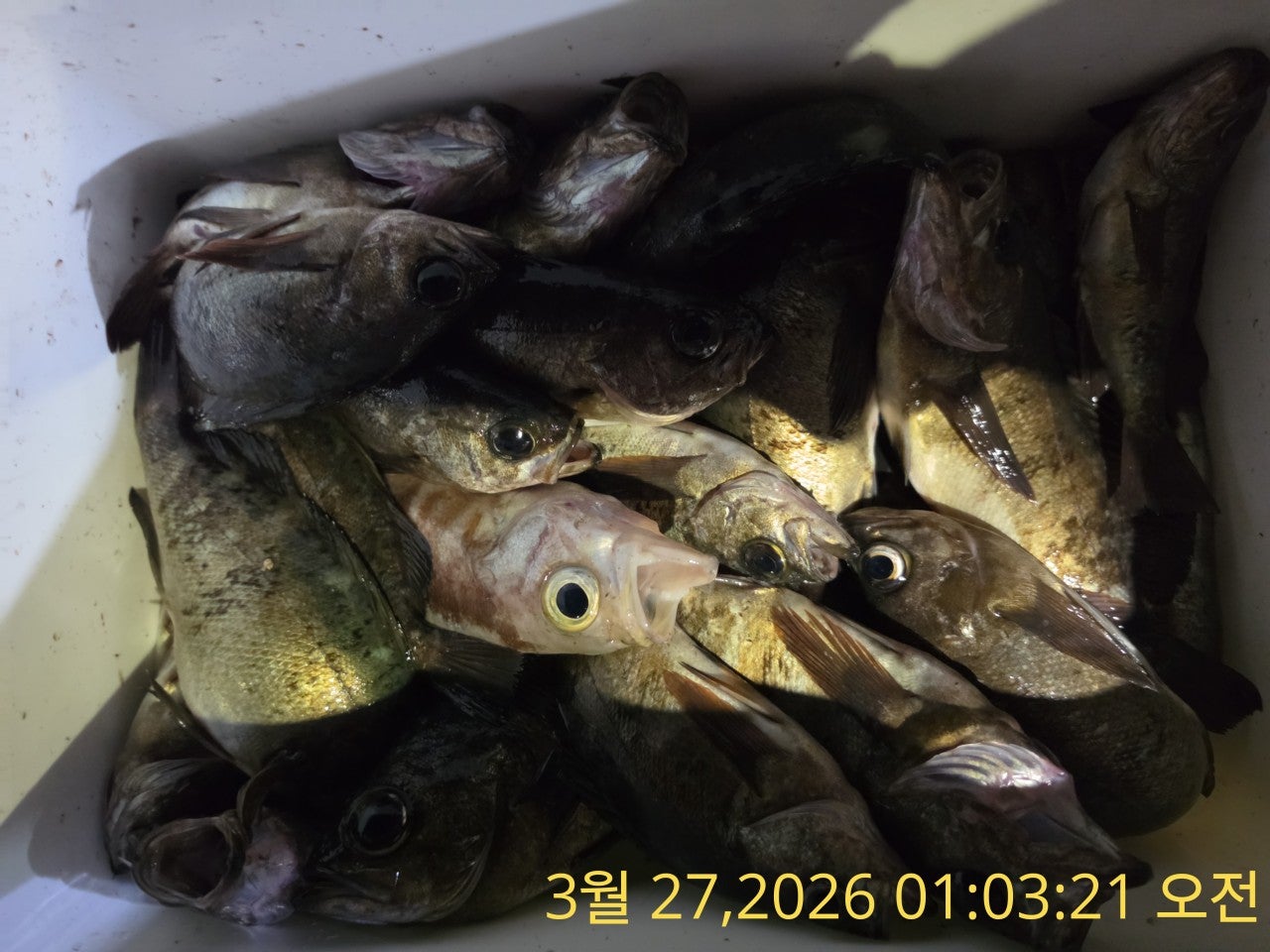 ����ڰ� �ø� �̹���