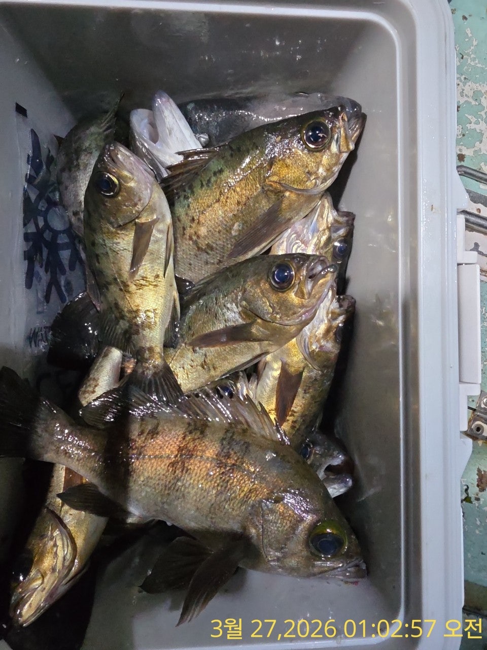 ����ڰ� �ø� �̹���