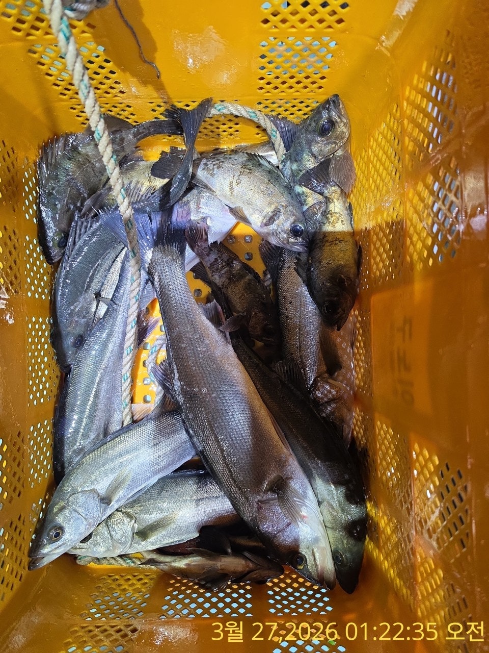 ����ڰ� �ø� �̹���