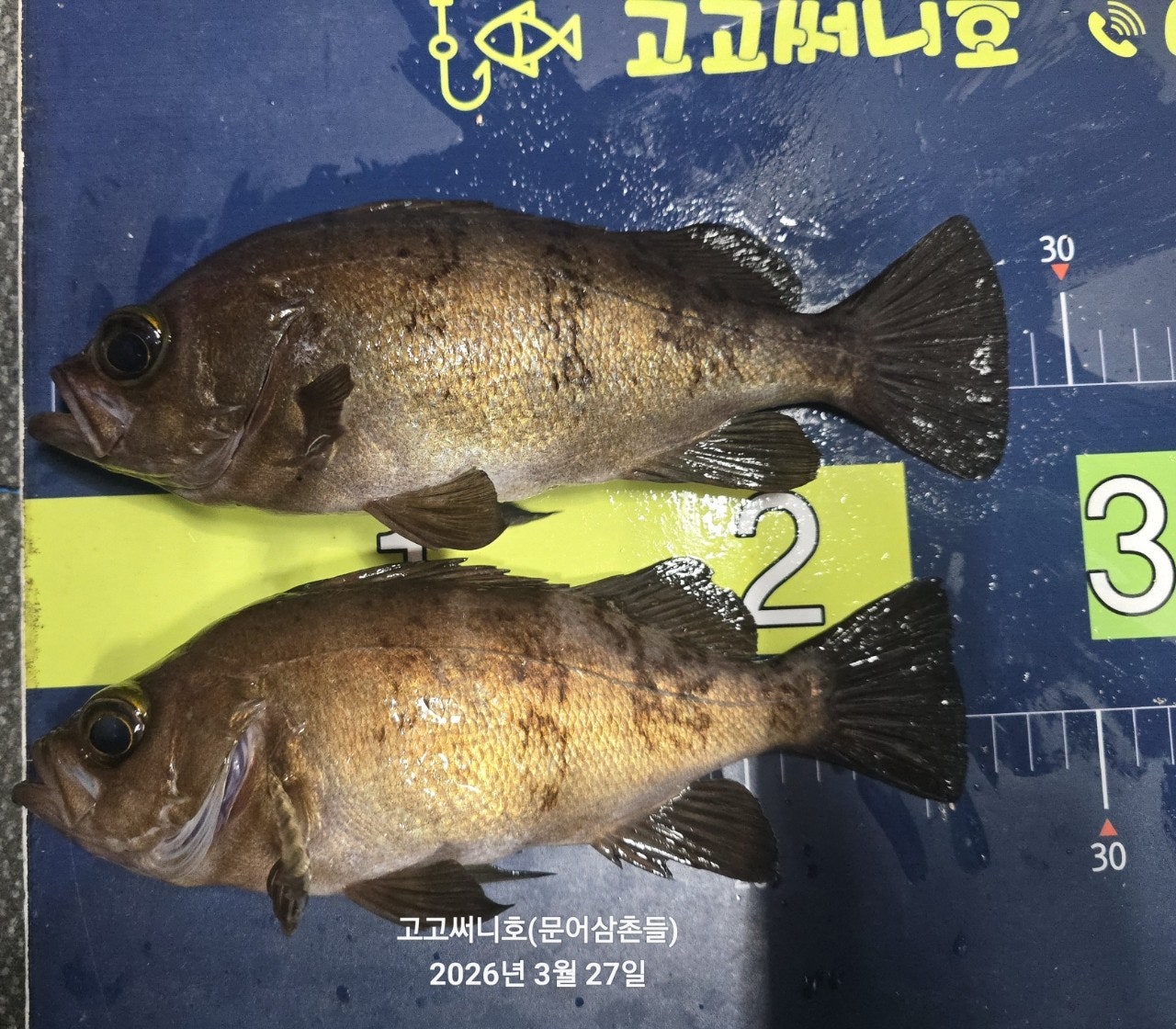 ����ڰ� �ø� �̹���