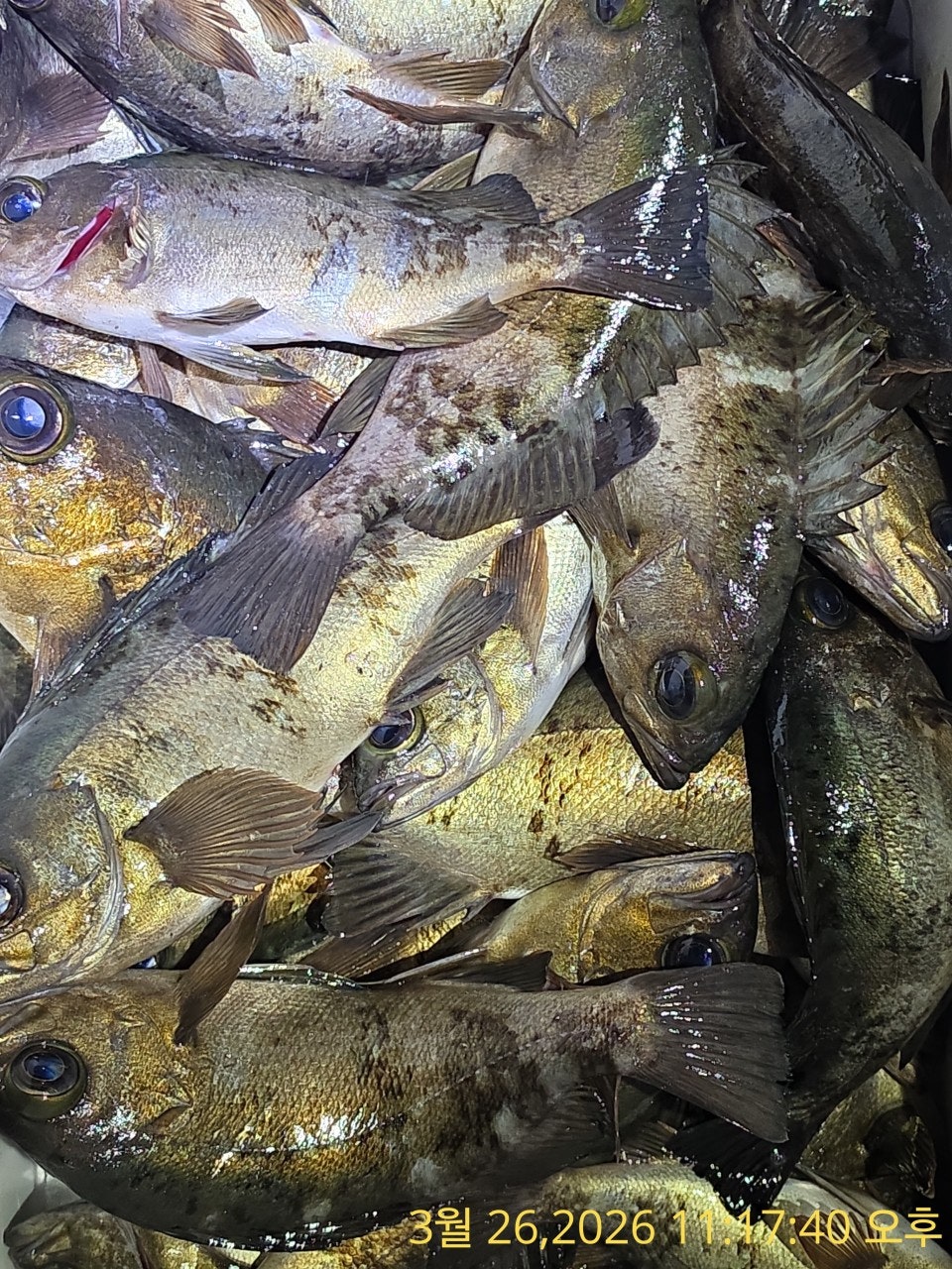 ����ڰ� �ø� �̹���