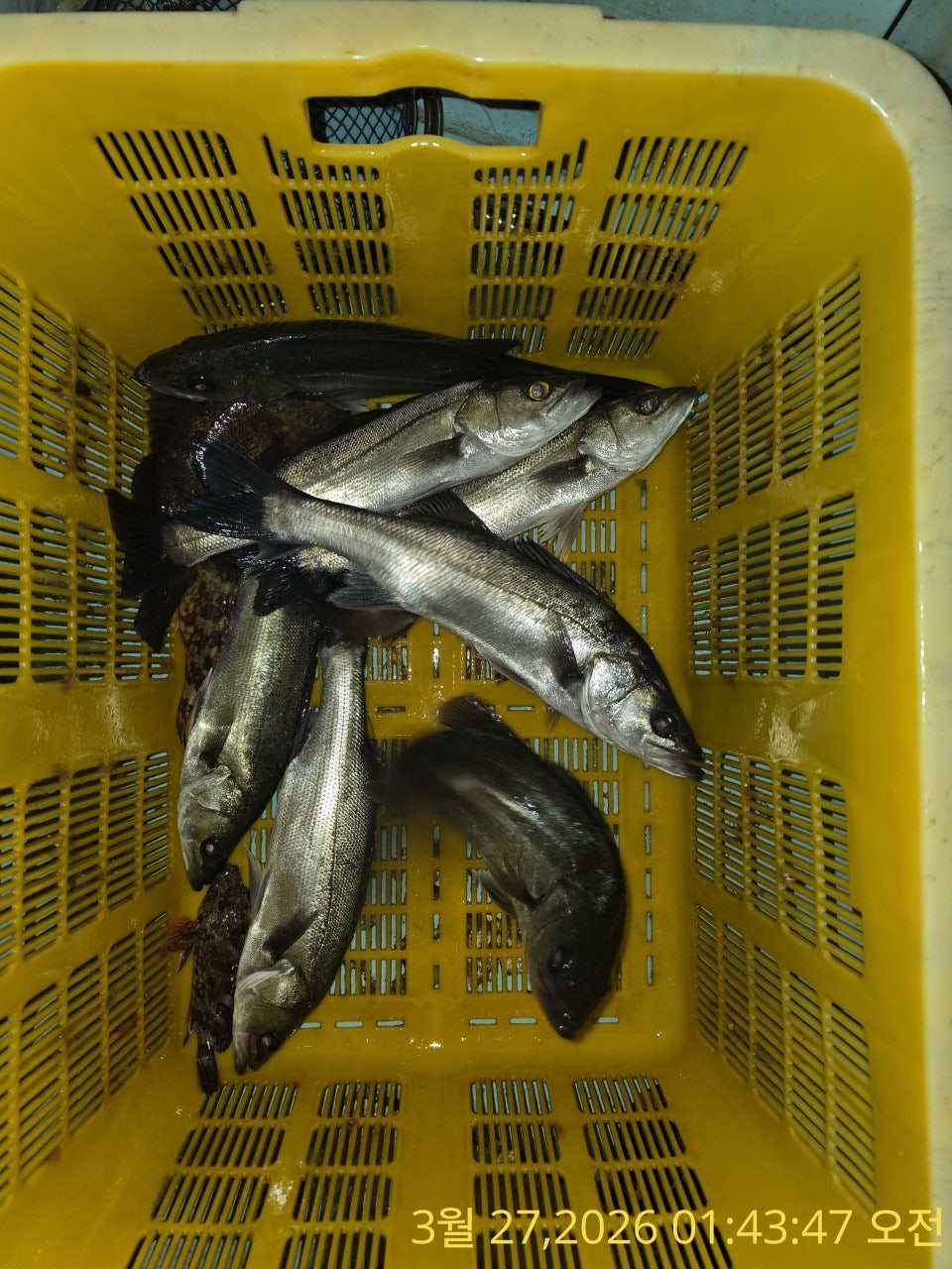 ����ڰ� �ø� �̹���