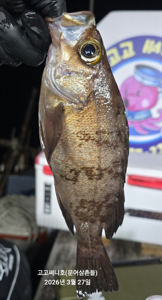 ����ڰ� �ø� �̹���