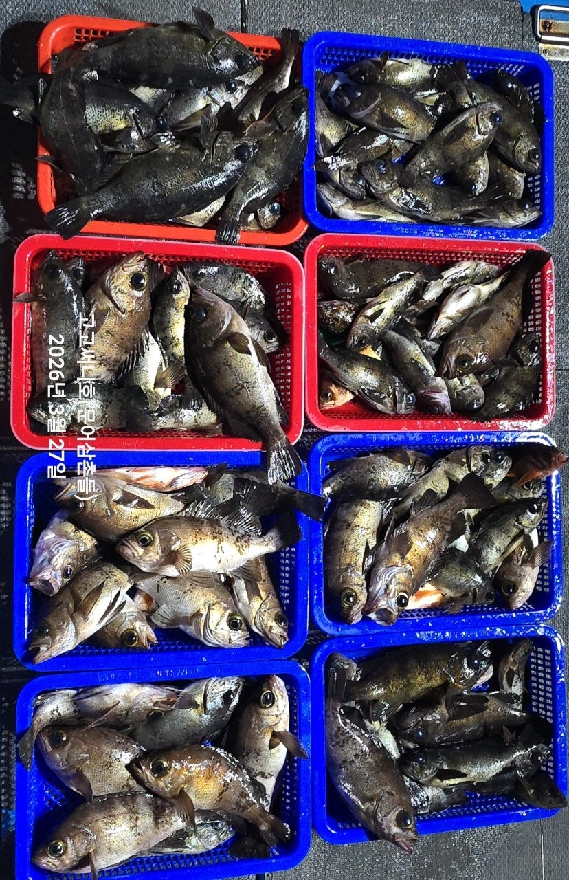 ����ڰ� �ø� �̹���