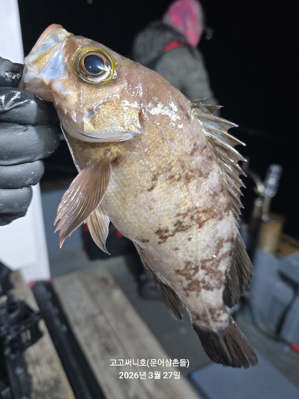 ����ڰ� �ø� �̹���