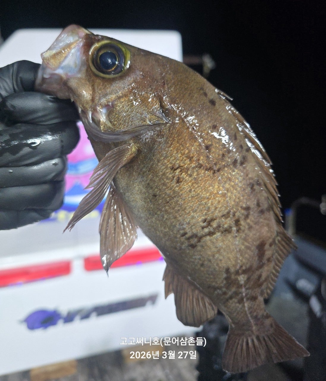 ����ڰ� �ø� �̹���