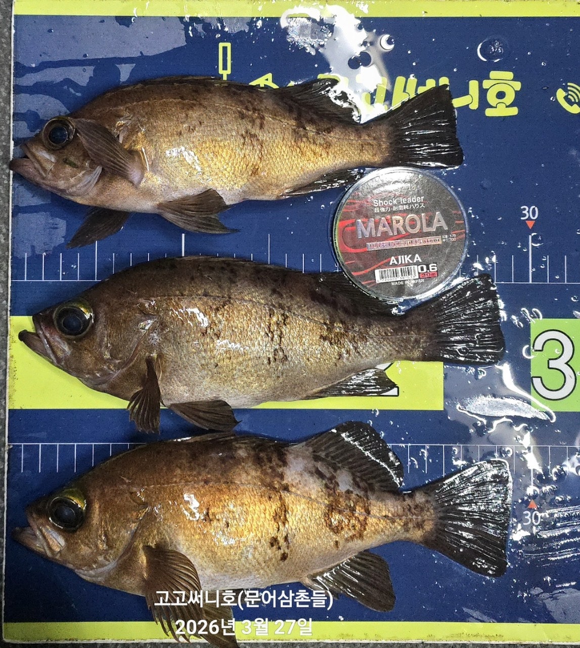 ����ڰ� �ø� �̹���