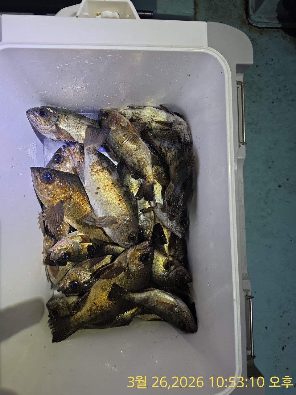 ����ڰ� �ø� �̹���