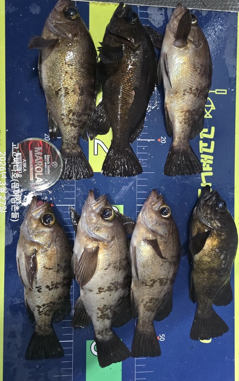 ����ڰ� �ø� �̹���