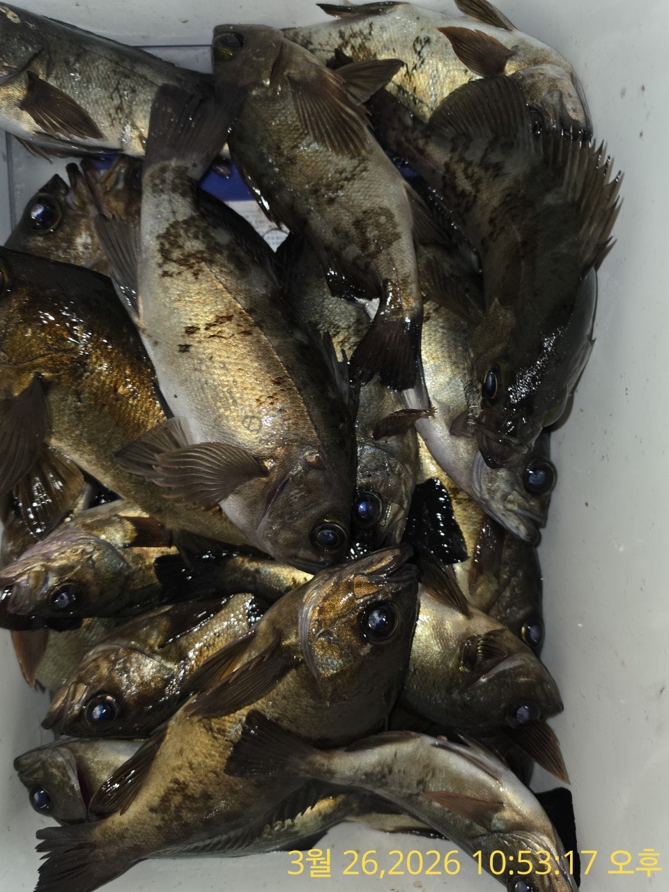 ����ڰ� �ø� �̹���