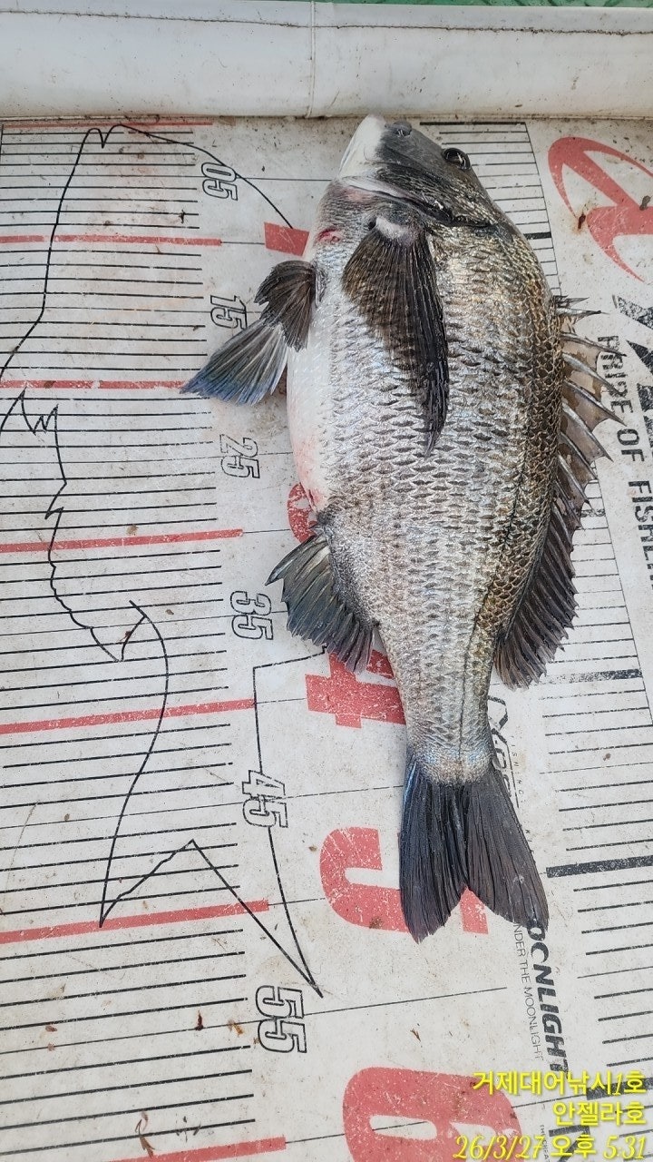 ����ڰ� �ø� �̹���