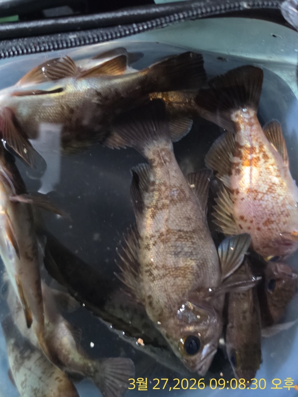 ����ڰ� �ø� �̹���