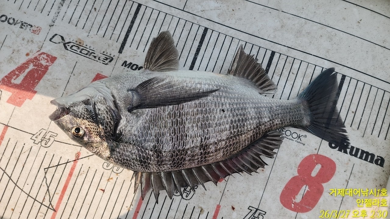 ����ڰ� �ø� �̹���