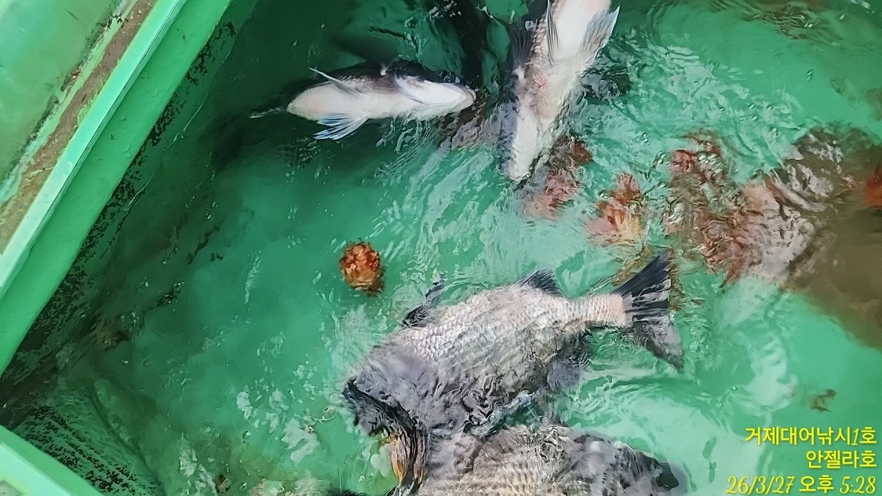 ����ڰ� �ø� �̹���