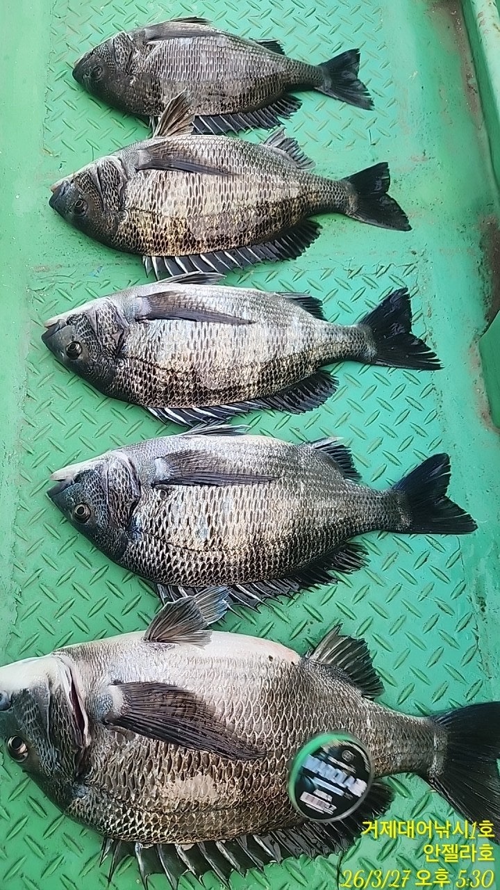 ����ڰ� �ø� �̹���