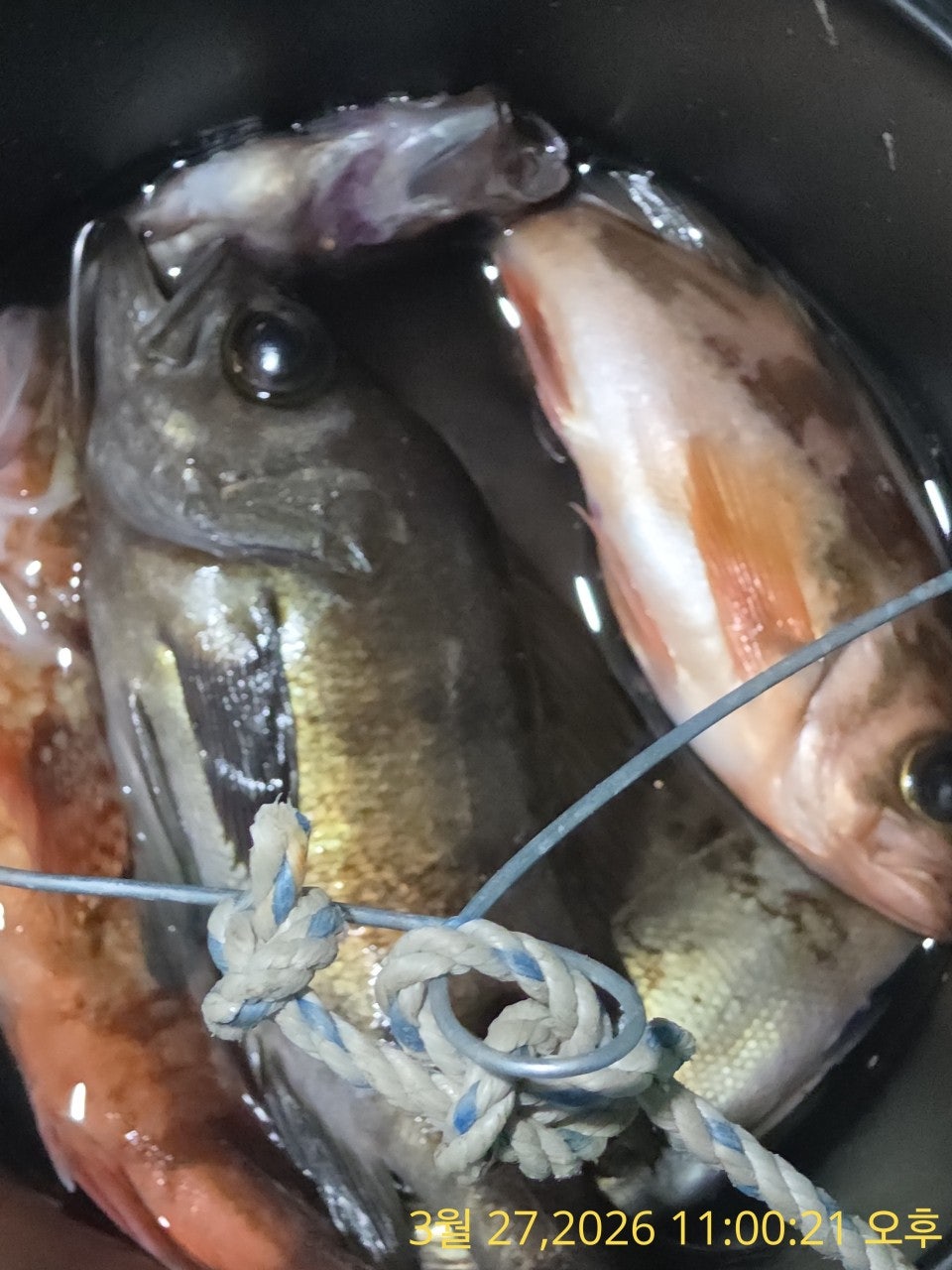 ����ڰ� �ø� �̹���