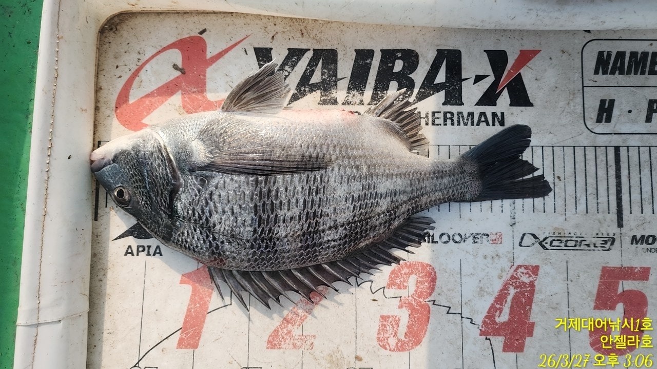 ����ڰ� �ø� �̹���