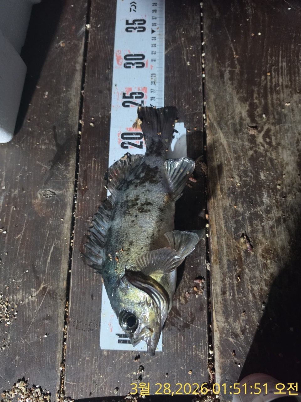 ����ڰ� �ø� �̹���