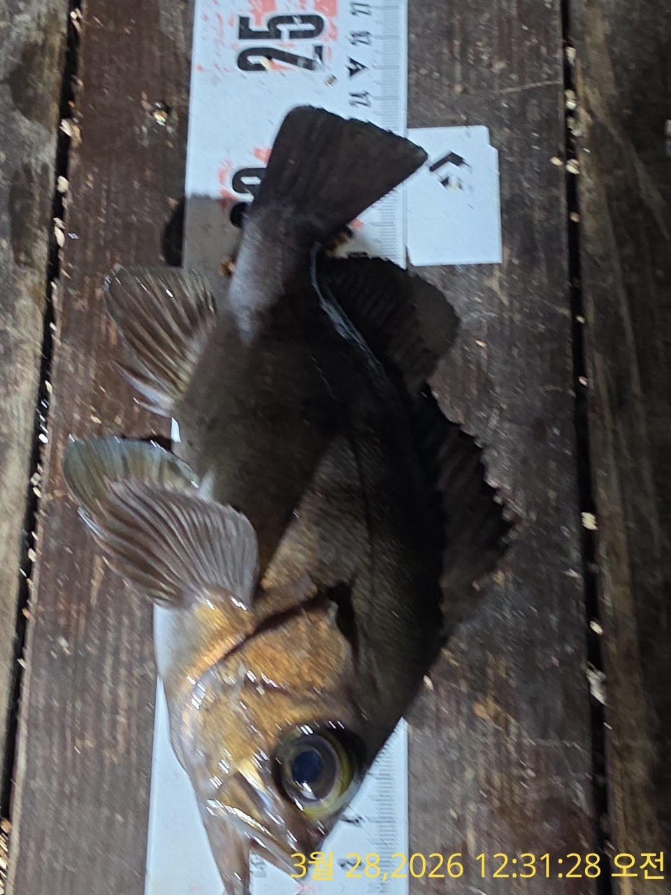 ����ڰ� �ø� �̹���