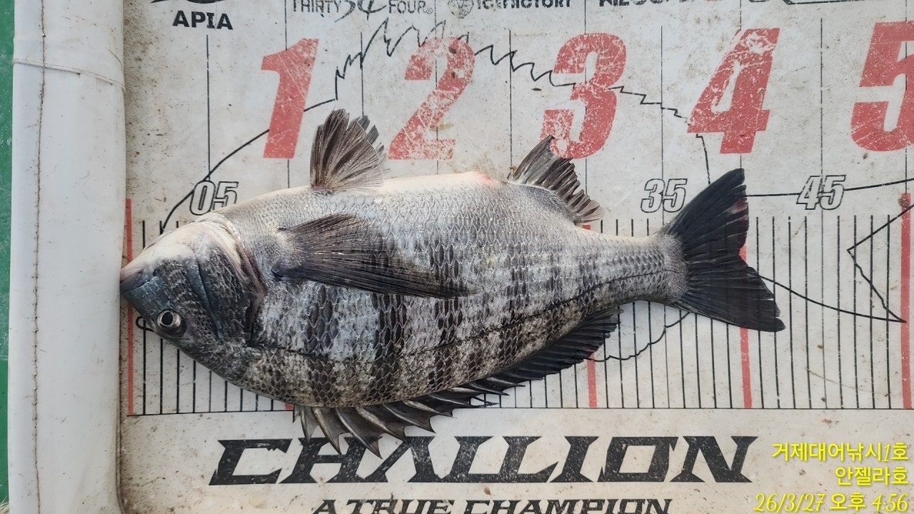 ����ڰ� �ø� �̹���