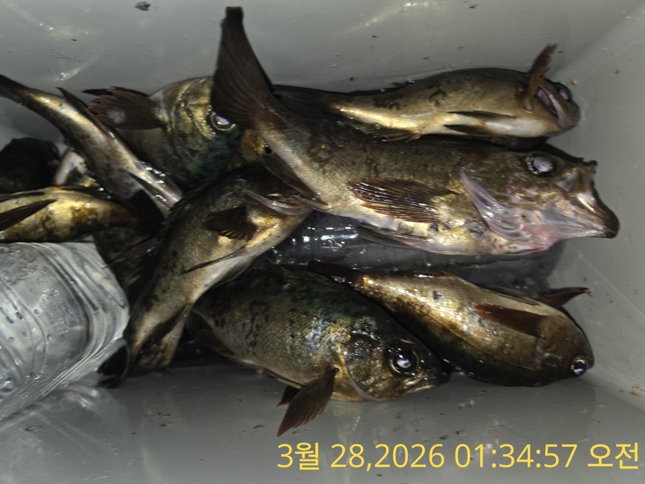 ����ڰ� �ø� �̹���