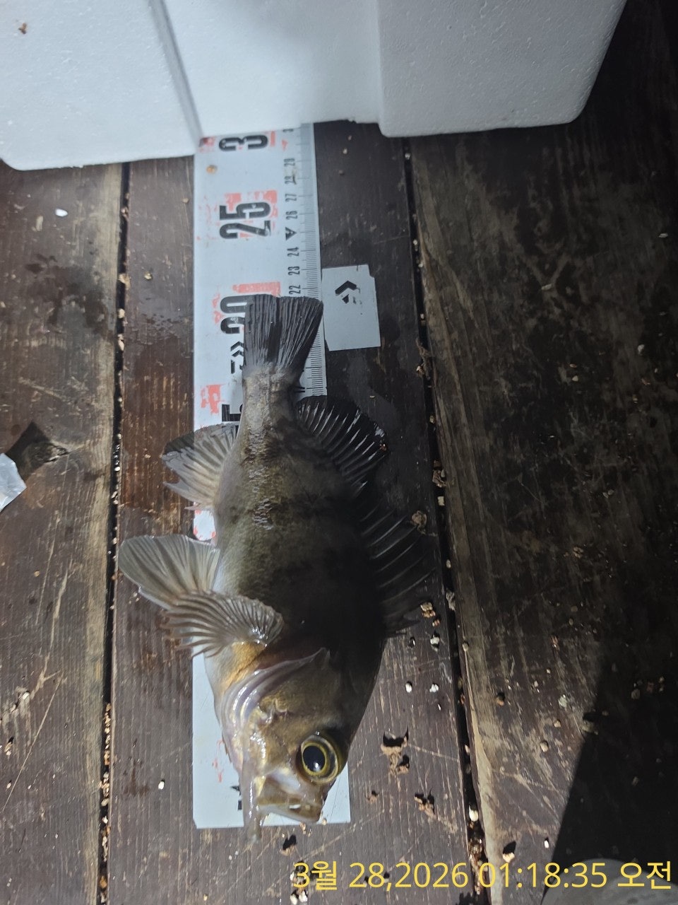 ����ڰ� �ø� �̹���