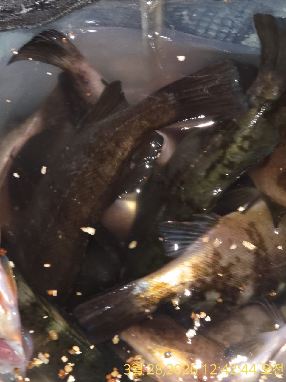 ����ڰ� �ø� �̹���